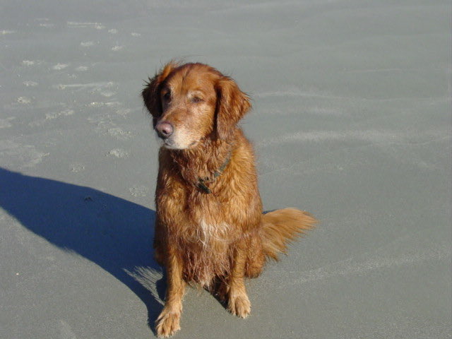whidbey96's tweet photo. Whidbey crossed the #rainbowbridge 14 years ago today.  I hope and pray that he is waiting for me. https://t.co/Fouu5e5Ocf