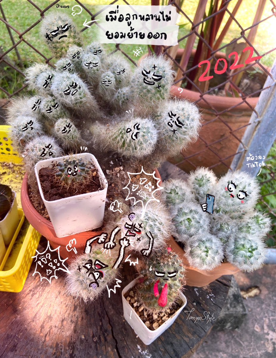 อัพเดทวันคริสมาส 🎅🏼
จำบ้านป๋าแมวได้ไหมคะ ผ่านมา 3 ปี ตอนนี้เด็กๆที่เคยอ้วนกลมอวุโสกันหมดแล้ว 🤣