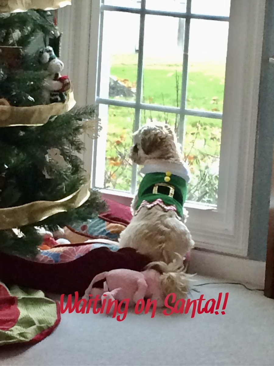 #waitingforsanta #shihtzu #christmaseve #dogsoftwitter #shihtzusoftwitter