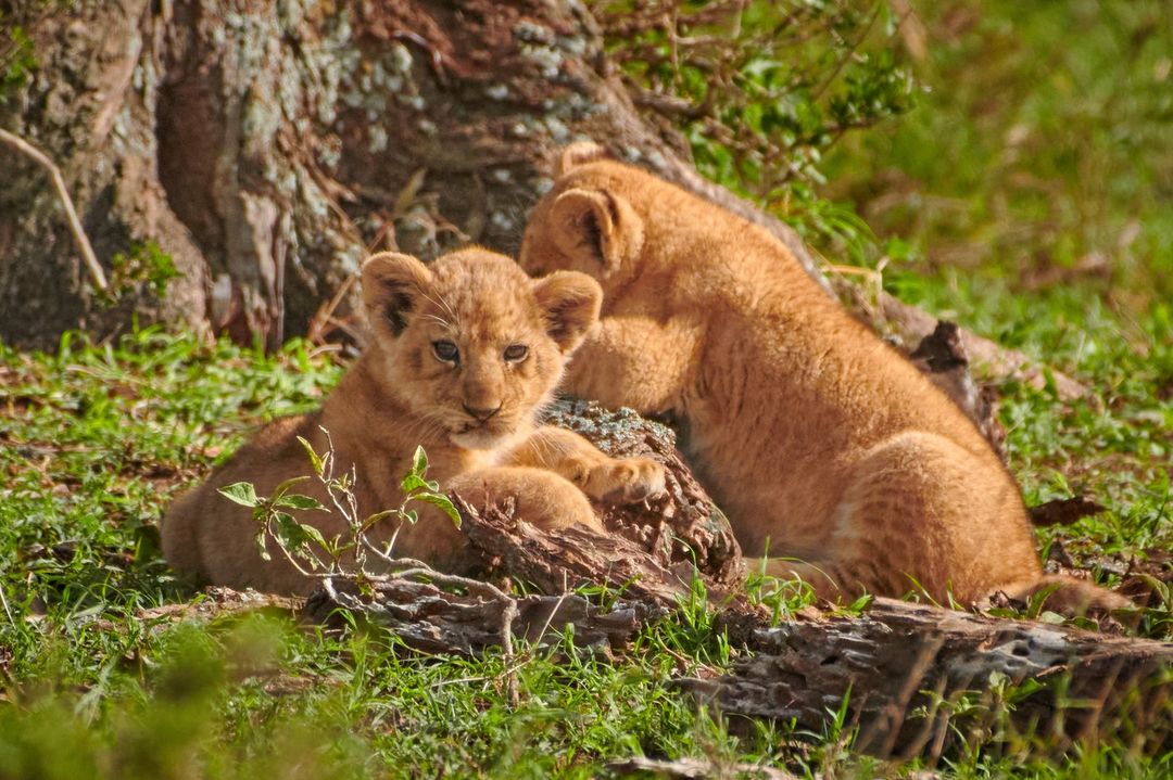 Lion Cubs | Serengeti | Tanzania
.
.
#lions #lionsofafrica #wildlife