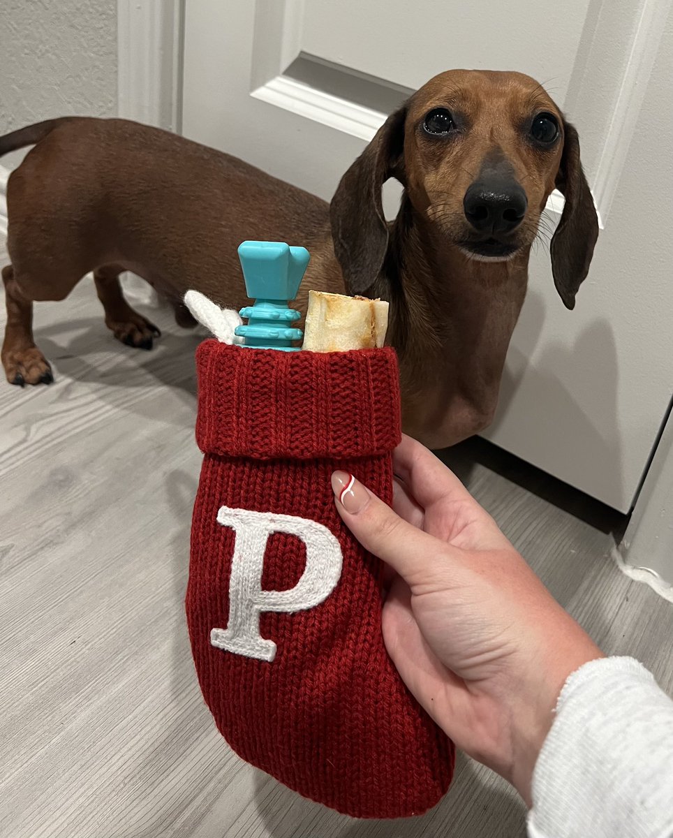 TheDobey's tweet photo. Mama says I have been a good boy! 🤗. 
Wishing each of you a very Merry Christmas!  🎄
I’m going to stay up all night to see if I see Santa!  🎅🏼
#parkersplayground #Ihavebeenagoodboy #merrychristmas2022 #iamgoingtofindsanta https://t.co/r4ejAbnuqx