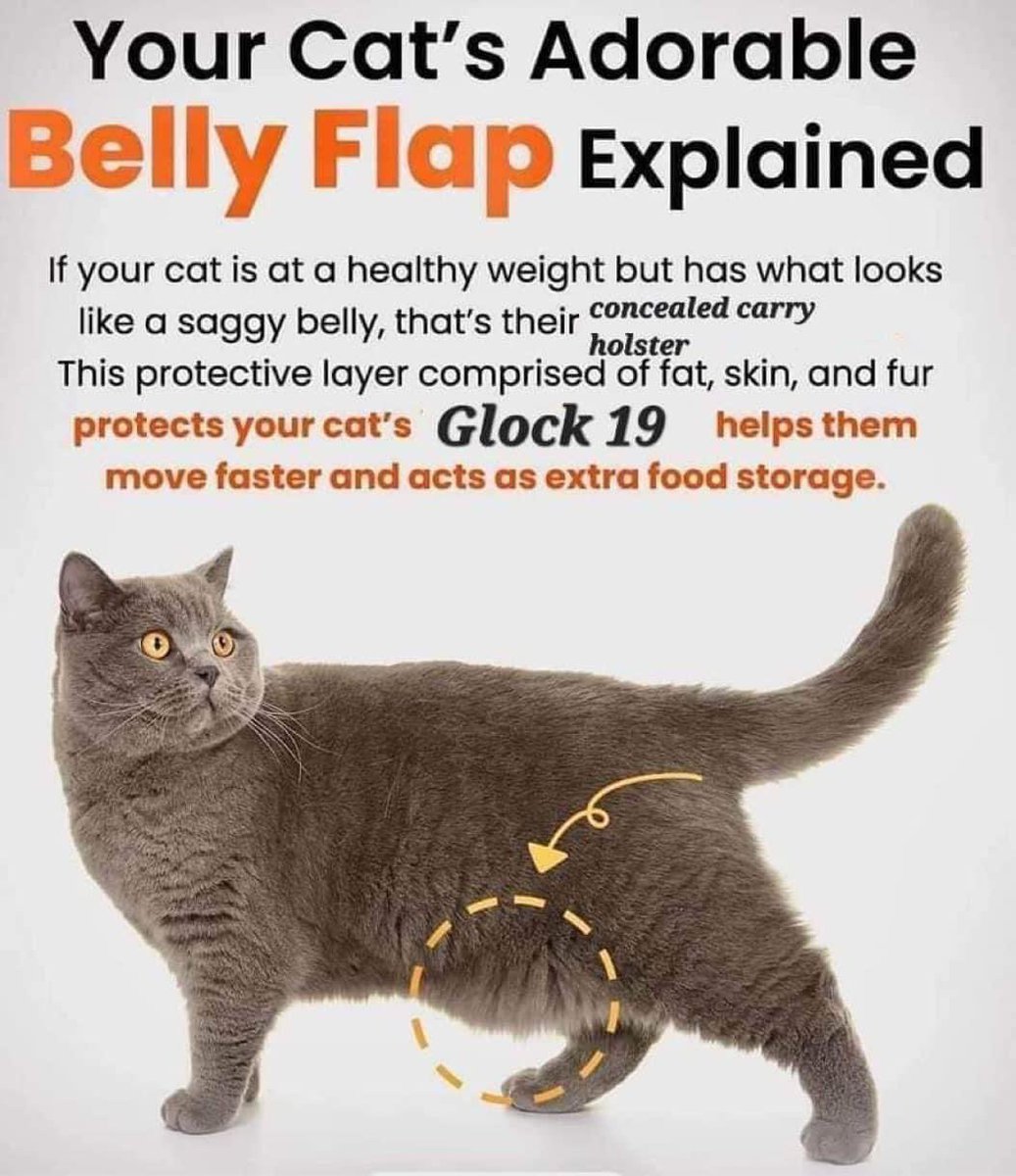 Your cat’s belly fat exists for a reason. And that reason is badass.