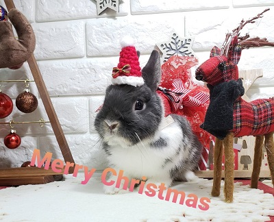 37iris's tweet photo. ✨メリークリスマス✨
も～いくつ寝ると...緊張の面持ちで出番を待ってます🐰 https://t.co/bZvRkzv6ni