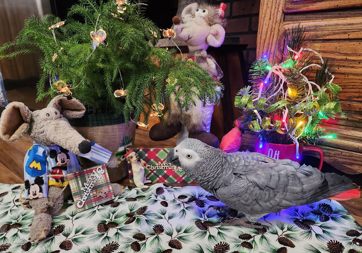 Merry Christmas everyone from our family to yours.
I am sure Huntyr also is sending love and hugs to each of you.
Me, Ryko, and my parrot, Buddy, are sending you special wishes for a safe and fun Christmas day.
always!
Ryko