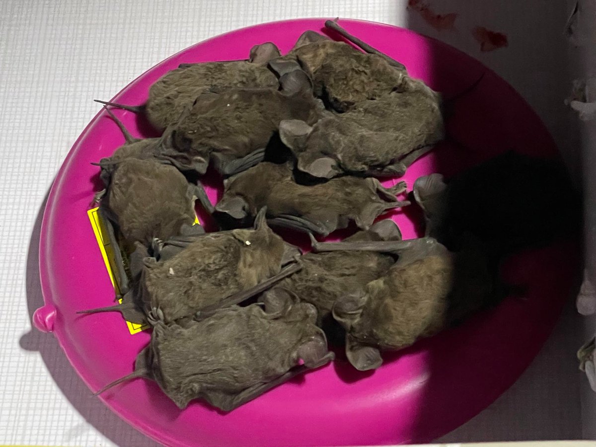 Houston Humane on Twitter "Freezing temperatures sent many of Mexican