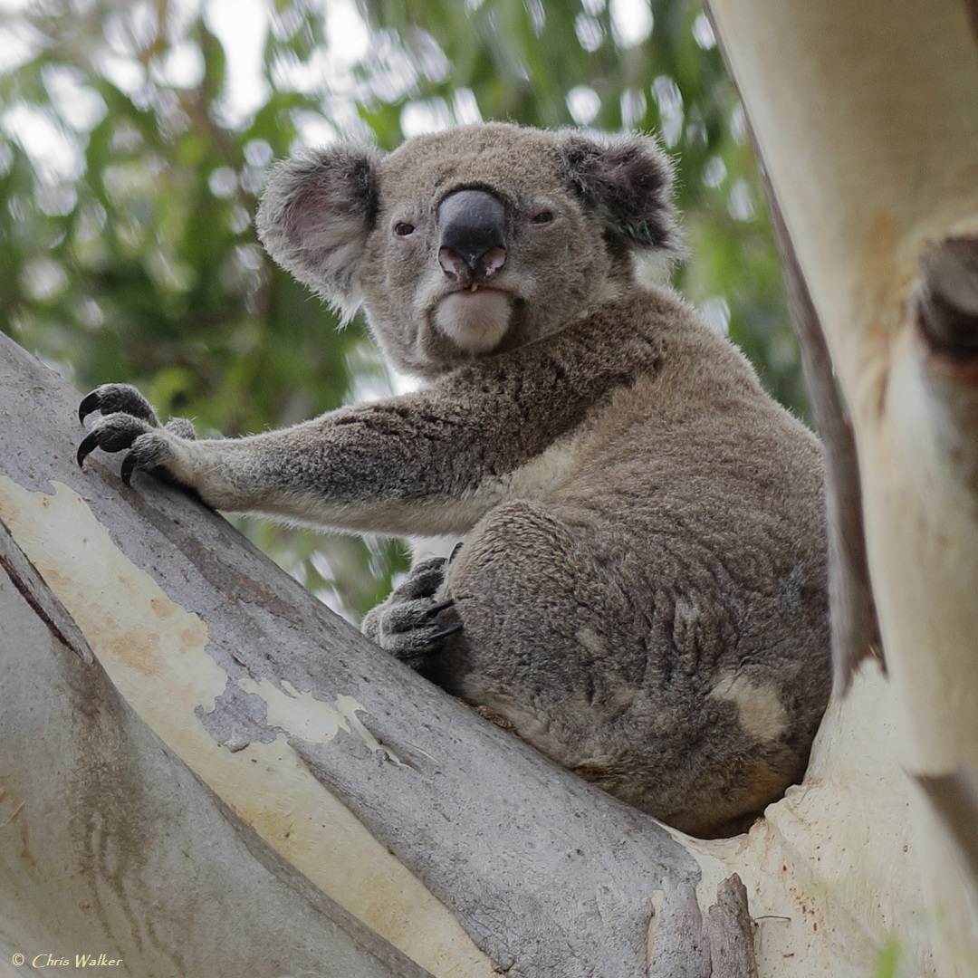 Tyler koala on Christmas Day in the Family Tree near Toondah Harbour (on Brisbane's bayside). #koala #wildlifephotography #ToondahHarbour #Queensland