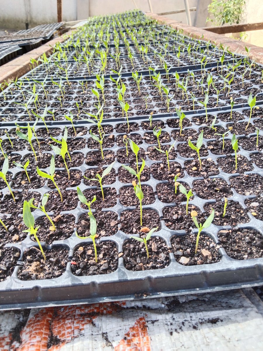 bebienang1's tweet photo. This is a way of saying merry Christmas to you all.
Thanks for patronage &amp; support.

Leave no space around, plant, harvest, eat (make money) &amp; keep going.

#XMAS2022 
#Seedlingproduction 
#FoodSecurity 
#Nature https://t.co/dN1TPrFrOk