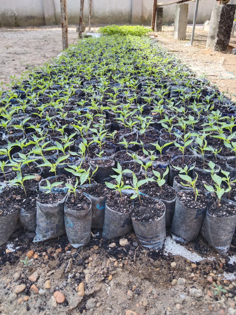 bebienang1's tweet photo. This is a way of saying merry Christmas to you all.
Thanks for patronage &amp; support.

Leave no space around, plant, harvest, eat (make money) &amp; keep going.

#XMAS2022 
#Seedlingproduction 
#FoodSecurity 
#Nature https://t.co/dN1TPrFrOk