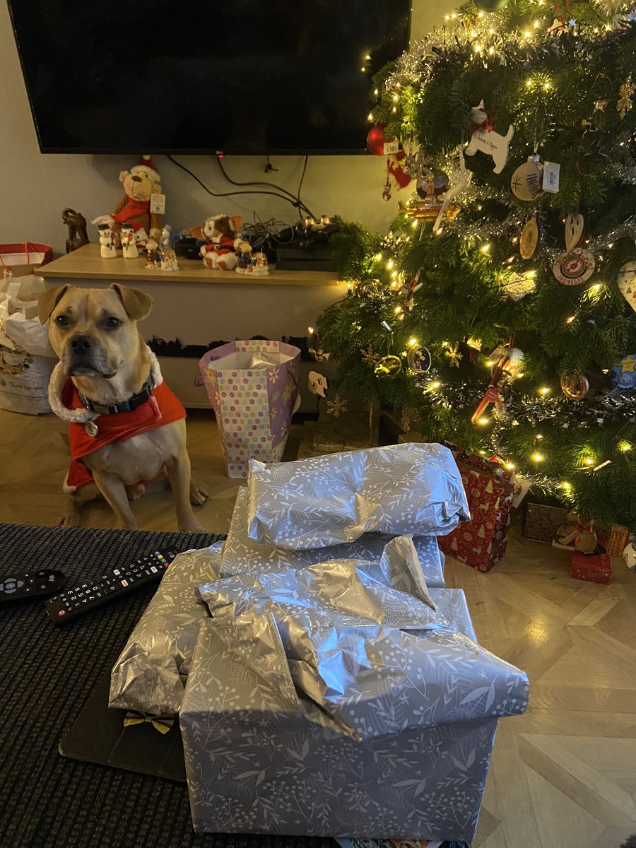 cathyswales's tweet image. The big man has been!! But I got to wait for husis to get out of bed- it’s not fair!! 😂😂😂 merry Christmas to all my Twitter pals especially @handsomehughie at the senior staffy club!! @ZombieSquadHQ #christmasisthebest #pressies