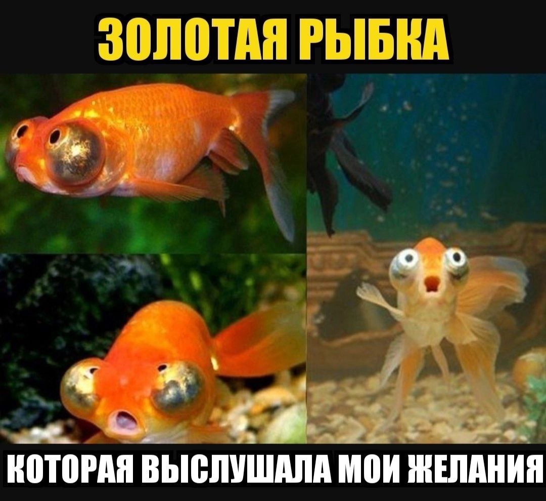 Рыба прикол