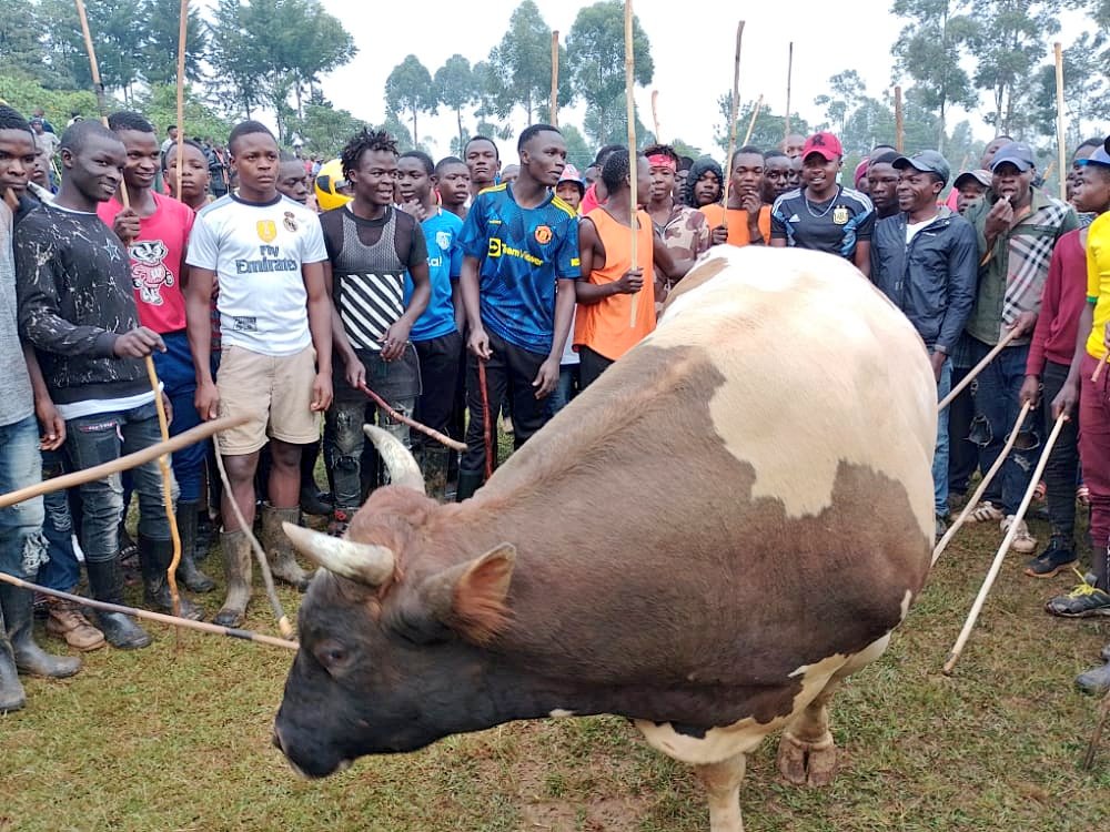 Senator Boni Khalwale Bull