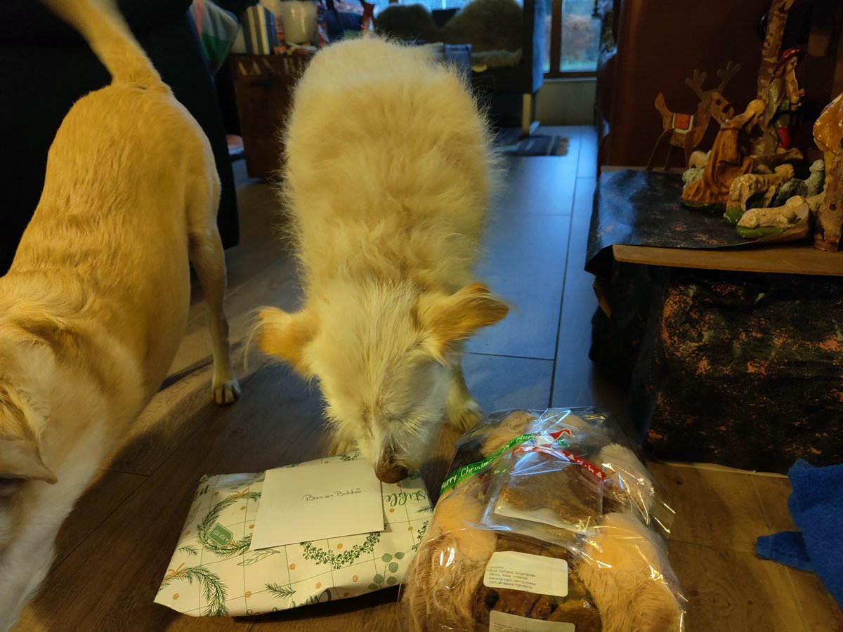 BasEnBobbie's tweet photo. Wauw, de kerstman is langs geweest!
Wow, Santa has stopped by!
#kerstboom #kerstmis #cadeautjes #cadeauopenmaken #broertjes #christmastree #christmas #presents #openpresents #brothers #rescuedog #rescuedogs #ammysdelight https://t.co/TwOqJopjtr