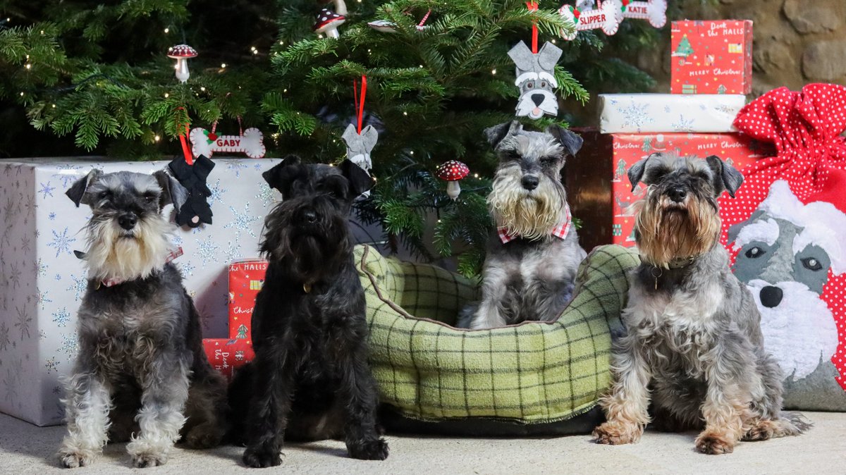 We wish you all a very Merry Christmas from all of us here at Poppy's Picnic! 🎅🏻🐶🐈❤️