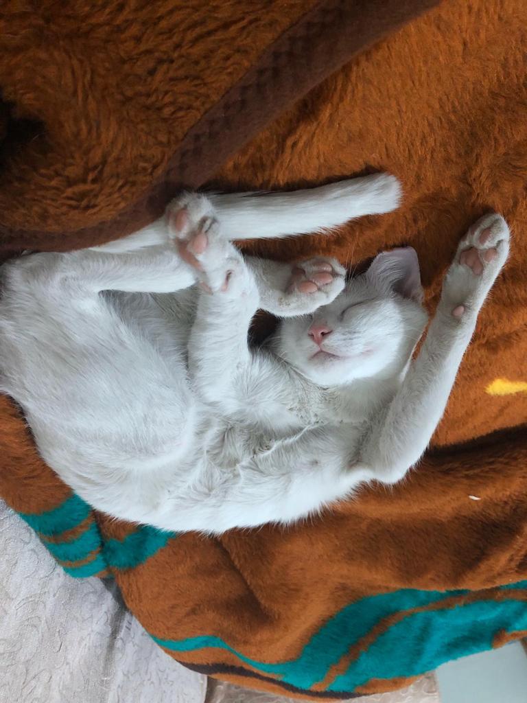 MonaRos22613465's tweet photo. Kediniz uyurken atın bakalm en çok kimin kedisi güzel uyuyo
#kedi #kedimuyuyor #PAYLAS #pamuk #minnos https://t.co/gIKVLraRAl