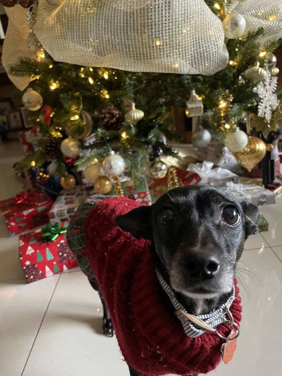 AnnaGonzalez01's tweet photo. merry christmas 🎄 https://t.co/muOIUhPbPr