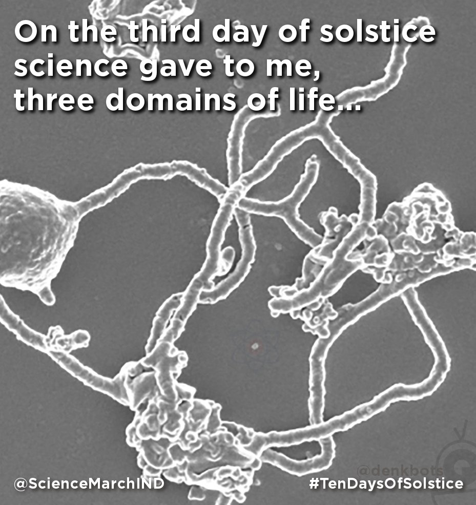 On the third day of solstice
science gave to me,
three domains of life...
#TenDaysOfSolstice