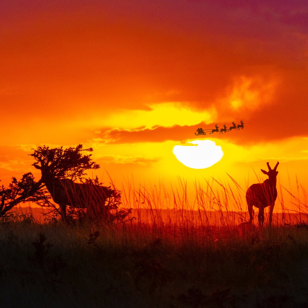 Happy Holidays from all of us here at Go2Africa! 🦁

Wishing you and yours the most special time with family and friends. 

Here’s to a roaring New Year jam packed with African adventure! 🌍