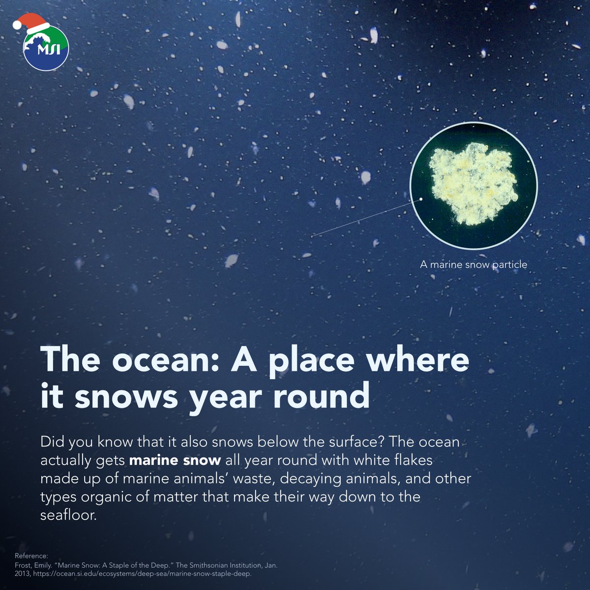up_msi's tweet photo. Marine snow is white fluffy bits of organic material that fall from the upper waters down to the deep ocean. This shower of snowflake-like sand, soot, and other inorganic dust happen continuously, making the ocean look like a festive winter wonderland all the time. https://t.co/icPKBF9vbp
