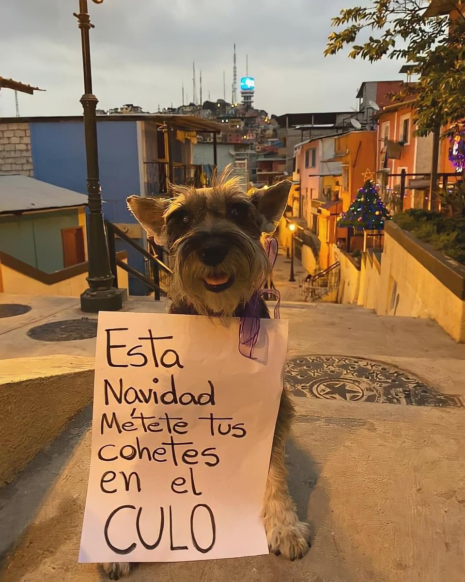 Lomitos Suavecitos (@suaveslomitos) on Twitter photo 