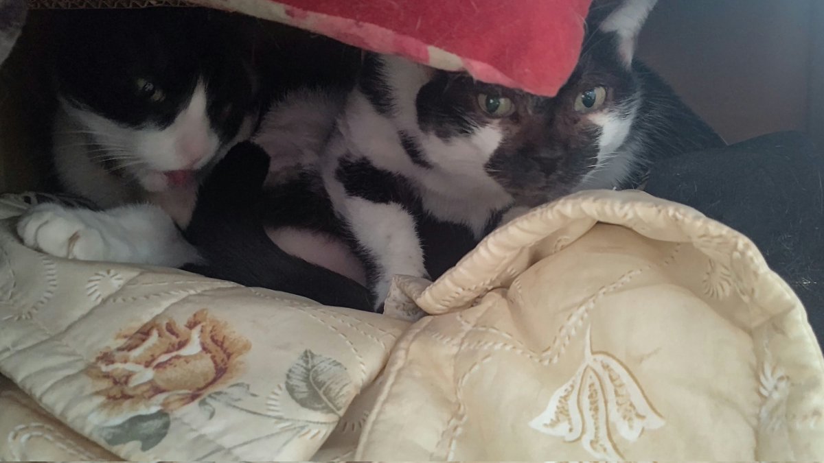 メリークリスマス！