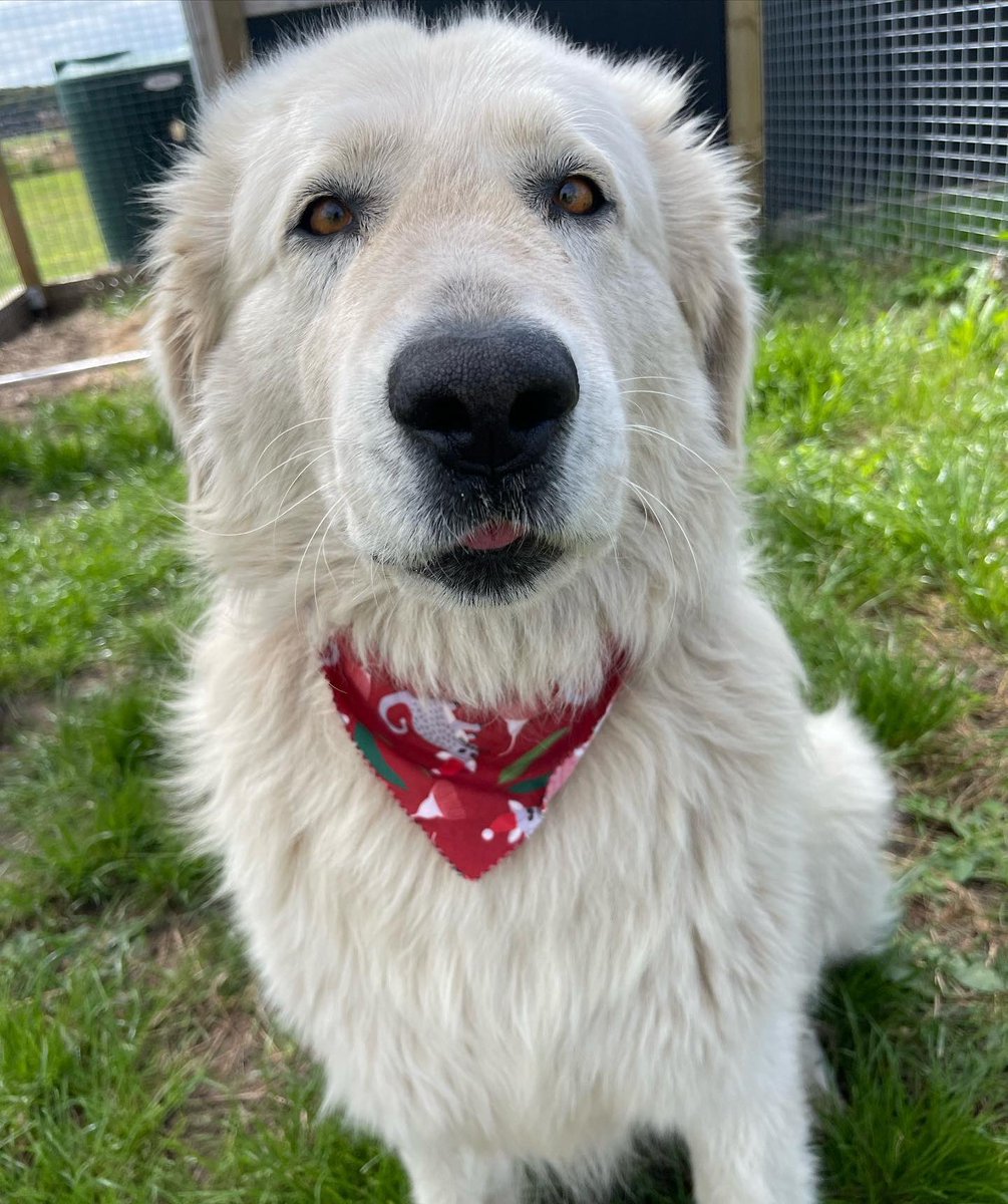 Merry Christmas from the Middle Island Project! 🎄⭐️🎁🐧🐾 Avis is pictured here looking lovely in her festive bandana from The Vet Group, one of our major sponsors!