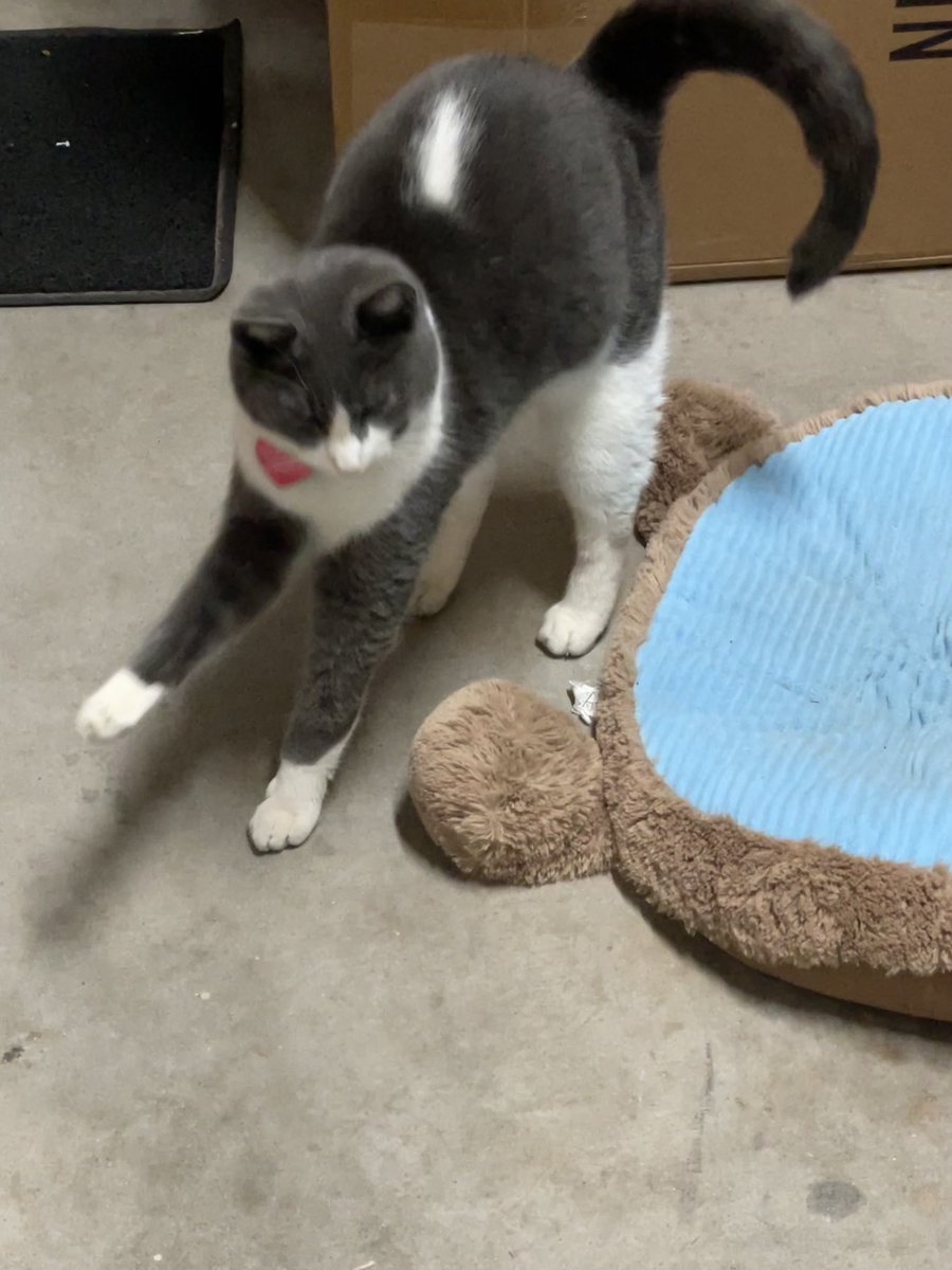BrownieTurd's tweet photo. Mr Sprinkles says Merry Christmas! He is inside (against his will) but nice and warm. #MerryChristmas #WarmSprinkles #KittyTurd https://t.co/kOO2TdvaUd