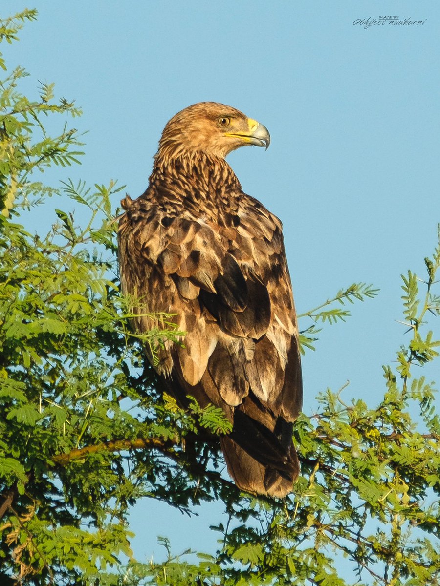 An Eastern imperial eagle photographed somewhere near Pune. 
#IndiAves #BBCSPOTY #BBCWildlifePOTD #wildlifephotography #Eagles #BirdsOfTwitter #BirdsSeenIn2022 #birdsofprey #wildplanetphotomag #indianwildlifeofficial