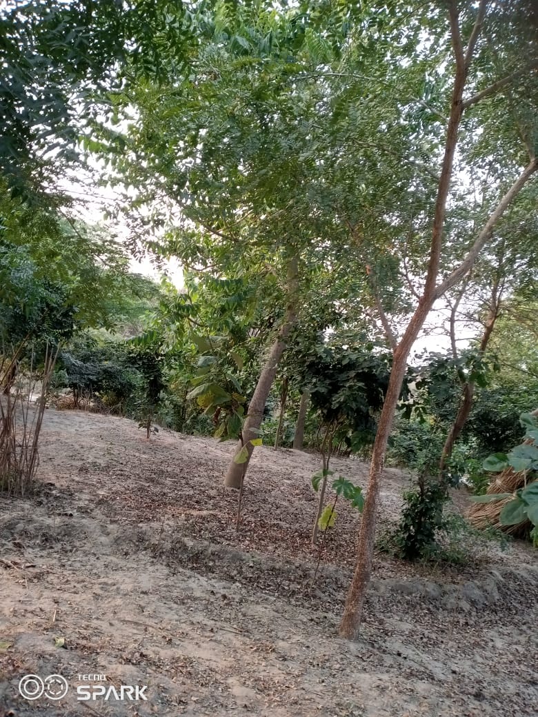 prabhatmisra's tweet photo. In 2018-19, when I had additional charge of #BlockDevelopmentOfficer #Firozabad (#UP, #India), I did plantation in #FaraulNagariya village situated in ravine area on riverbank of Yamuna, which has now become a #forest. Video has been sent by former village head Mr Aji Ram Rajput. https://t.co/qJ0Jpwtniq