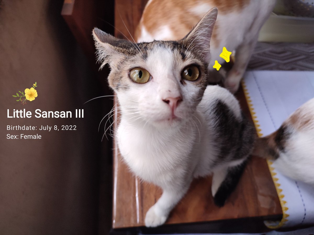 ielvaaal's tweet photo. Furbabies for adoption! 😸✨

Hello, need ko po ng help na ma-rehome po si Little Sansan III and Zuko. Litter trained po sila at marunong umupo bago kumain hehe.

Around LRT 5th Avenue lang po ako pero pwede ko po kayong kitain with them.

Salamat! https://t.co/7CMCC5Aq8b