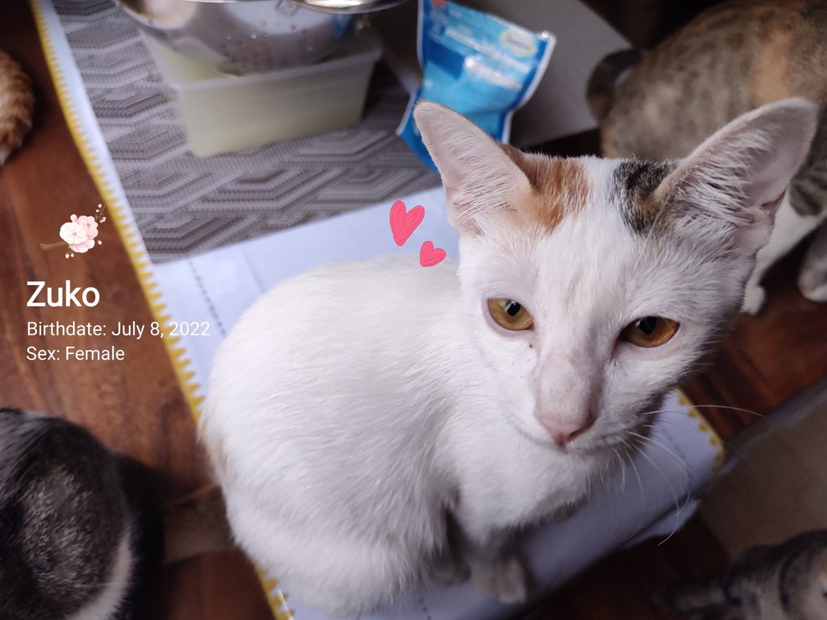ielvaaal's tweet photo. Furbabies for adoption! 😸✨

Hello, need ko po ng help na ma-rehome po si Little Sansan III and Zuko. Litter trained po sila at marunong umupo bago kumain hehe.

Around LRT 5th Avenue lang po ako pero pwede ko po kayong kitain with them.

Salamat! https://t.co/7CMCC5Aq8b