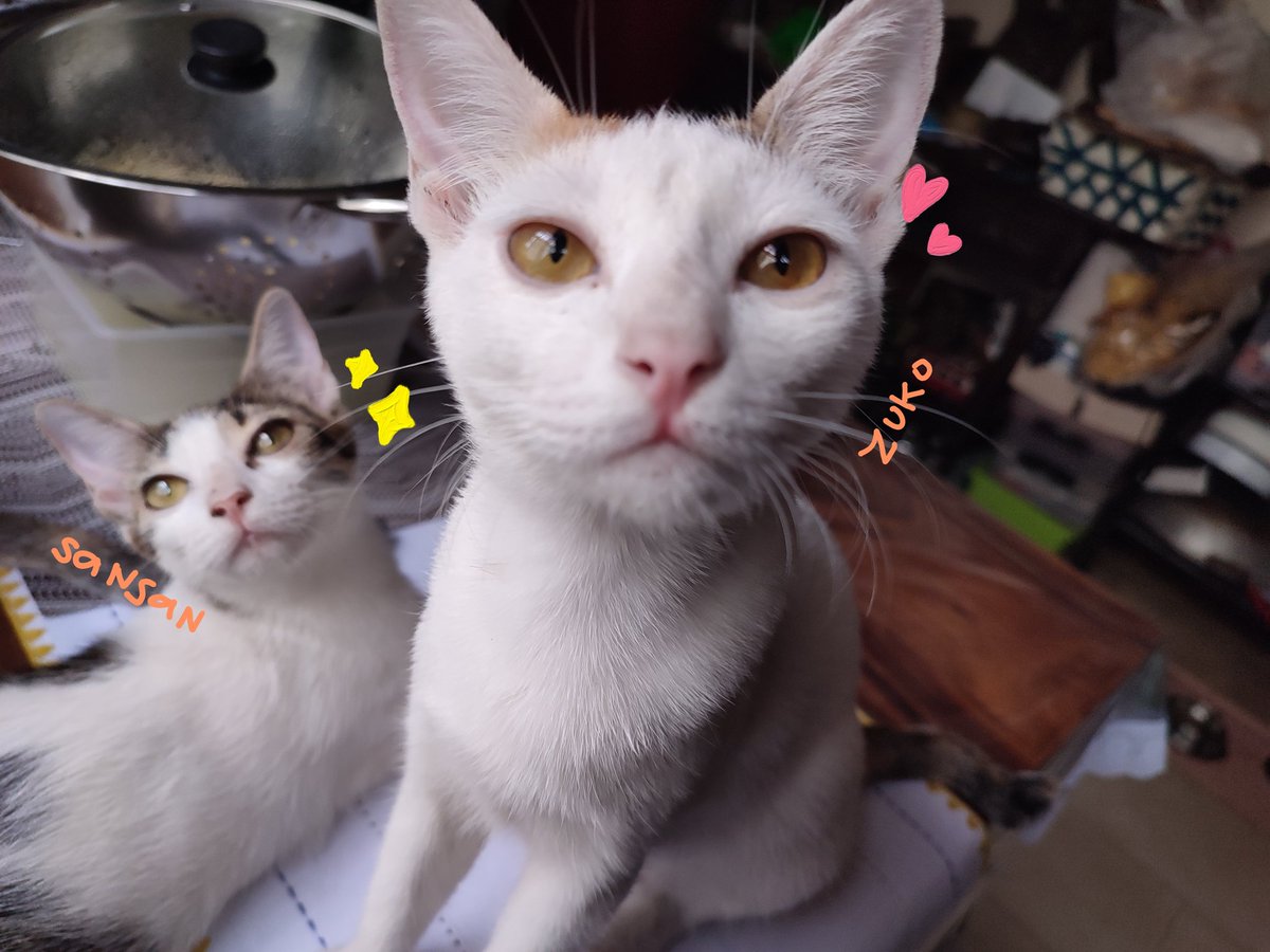 ielvaaal's tweet photo. Furbabies for adoption! 😸✨

Hello, need ko po ng help na ma-rehome po si Little Sansan III and Zuko. Litter trained po sila at marunong umupo bago kumain hehe.

Around LRT 5th Avenue lang po ako pero pwede ko po kayong kitain with them.

Salamat! https://t.co/7CMCC5Aq8b