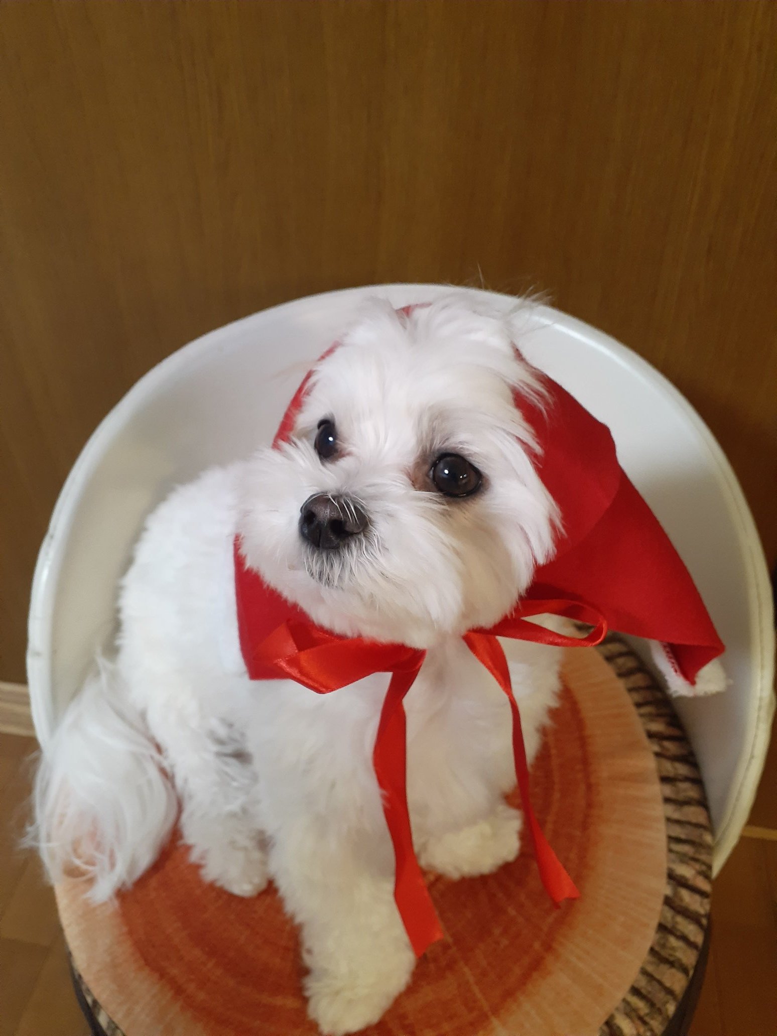 マルチーズ🌟moko🌟 (@_mokomama_) / Twitter マルチーズ🌟moko🌟 (@_mokomama_) / Twitter