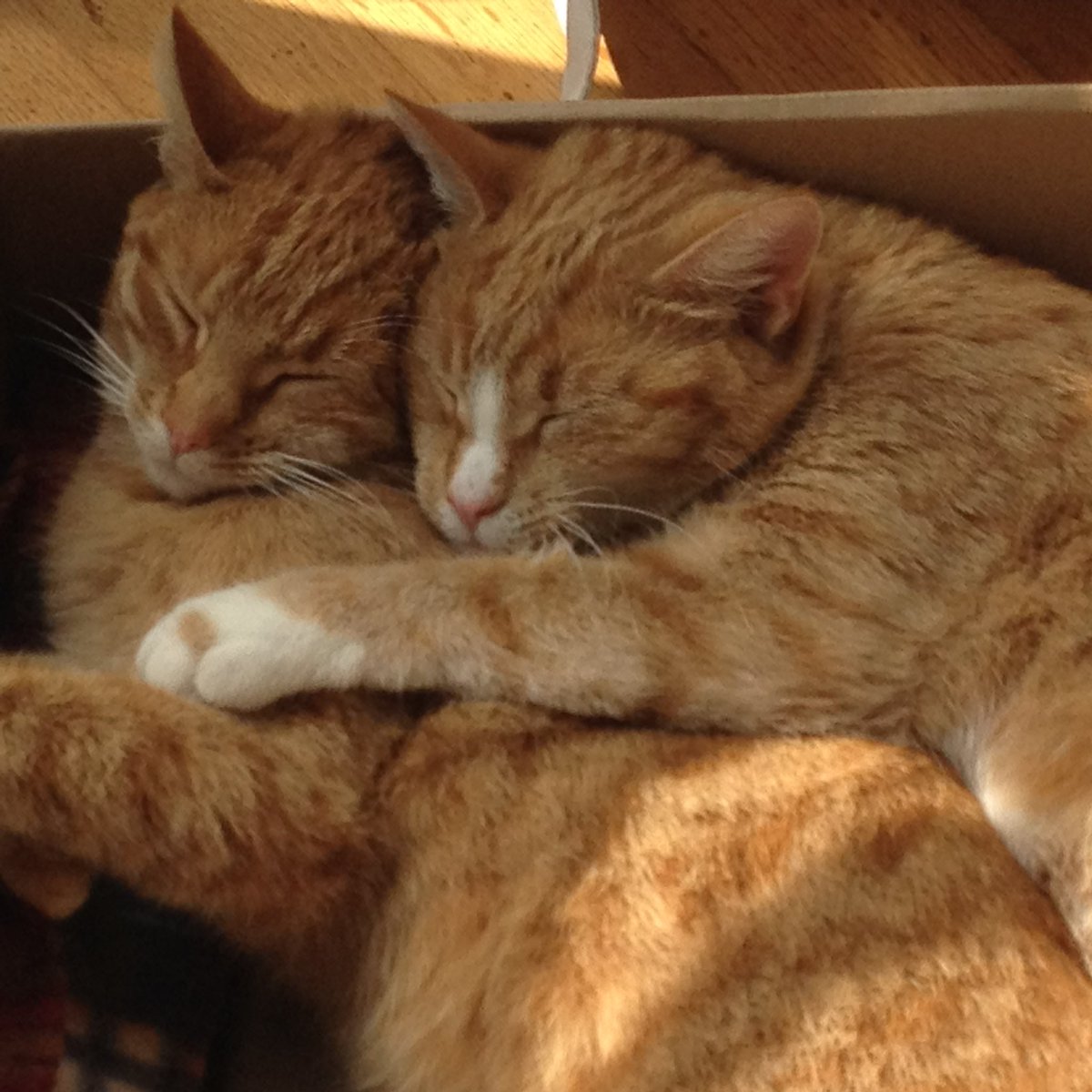 frqvd's tweet photo. @JoJoFromJerz Snuggle x2 https://t.co/Bgg92SIuAb