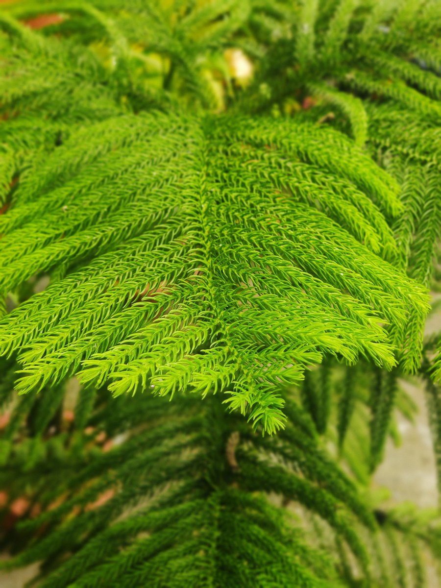 AnkitKumar_IFS's tweet photo. Something about🎄.

Christmas tree is generally a decorated evergreen conifer like Pine, Spruce or Fir. These trees provide an ideal habitat for wildlife &amp; help in removing dust &amp; pollen from the air.

Araucaria sps. is commonly called the Indian Christmas Tree. Plant one today. https://t.co/ZuQezmeBrI