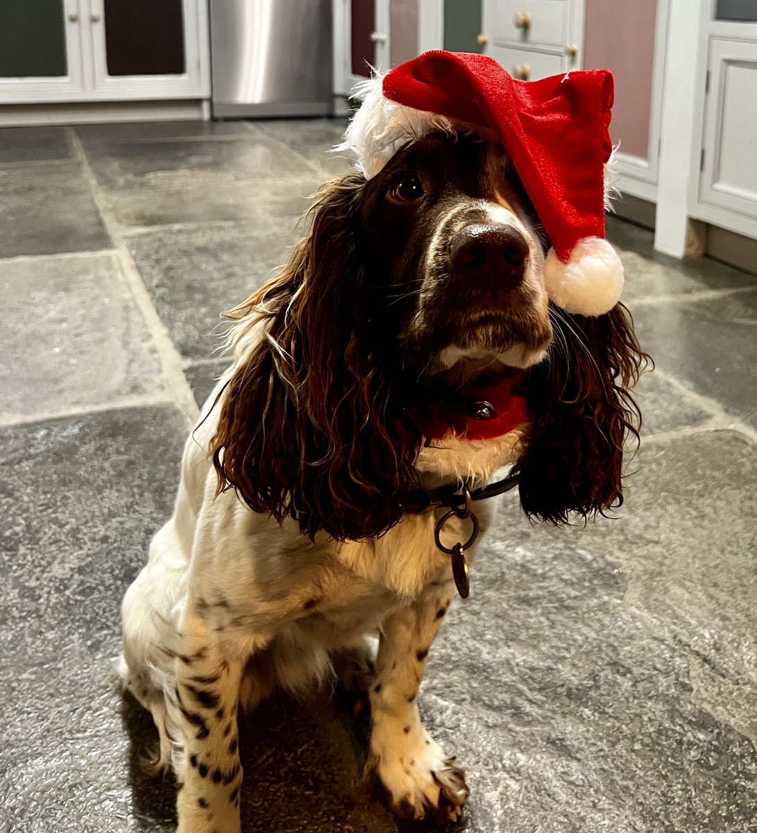 chump_dog's tweet photo. Merry Christmas everyone. https://t.co/DtRF27Ndt3