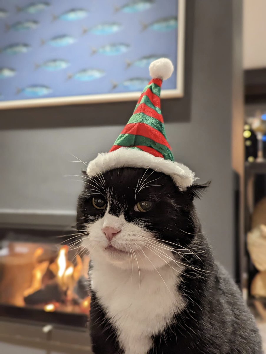 My family asked me what I was grateful for this year and if I had any festive wishes. I can assure you I did not wish for these outfits.🙄 I felt grateful for my soft thick fur, and my wish was to send warmth out into the world. Plus a meow-tini, shaken not stirred. Palmerston 🐾