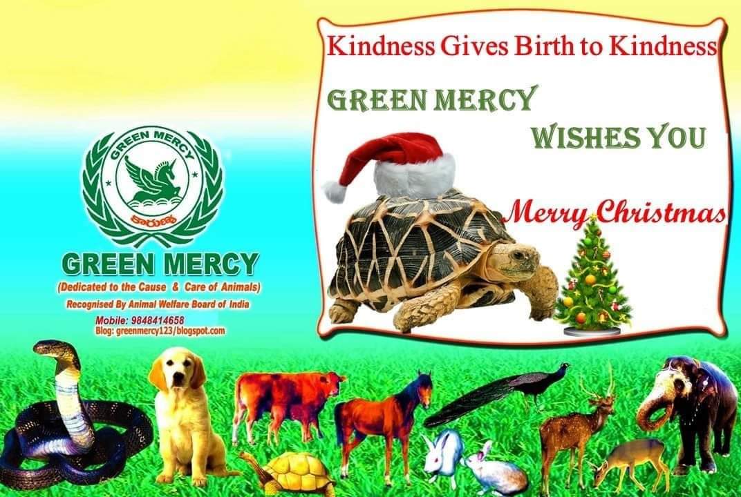 CHRISTMAS GREETINGS... FROM
GREEN MERCY

To All THE
RESCUES & RESCUERS...

Thank You for Saving n Changing lives of the Voiceless...
Thank you for being there for endings...
Thank you for Sacrificing so much...
Thank you for never giving up...
🎄🎄🎄🎄🎄🎄🎄🎄