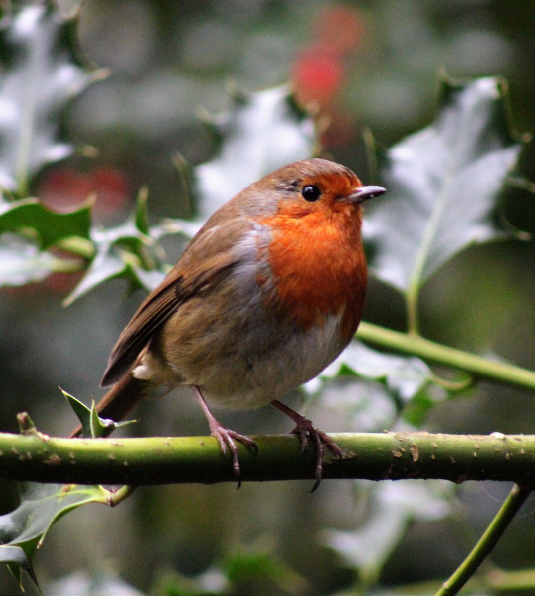 Merry Christmas to all you lovely, caring people. 🎄💚