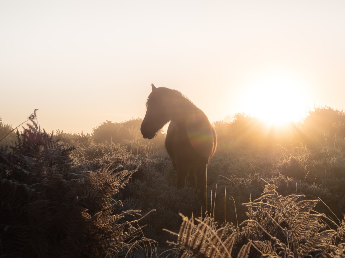 🎄 Merry Christmas from all of us at the New Forest Commoners Defence Association!🎄 🔔 Remember if you are out for a Christmas walk to keep your distance from all the animals grazing on the Forest! #keepyourdistance