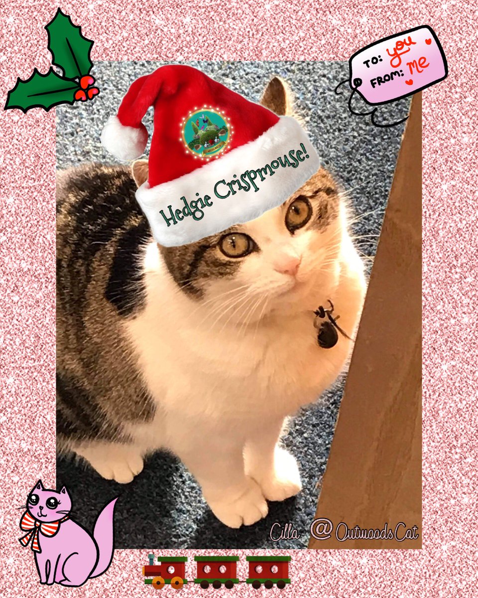 Merry Christmas everyone! ❤️🐾🎄🎄🎄