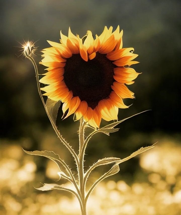 🌻 (@giras0les__) on Twitter photo 