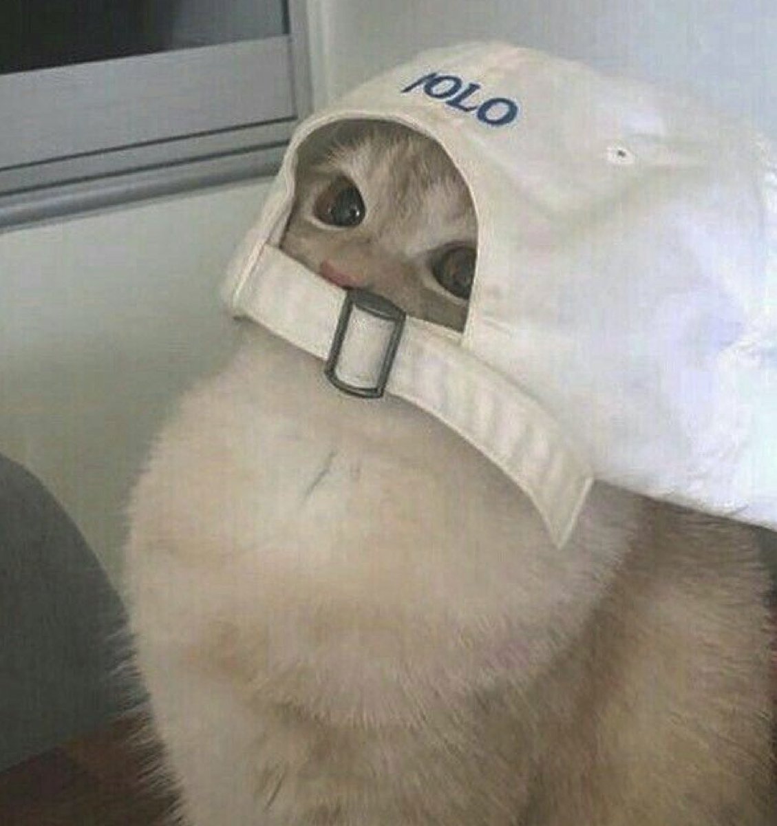 kapebeansies's tweet image. 