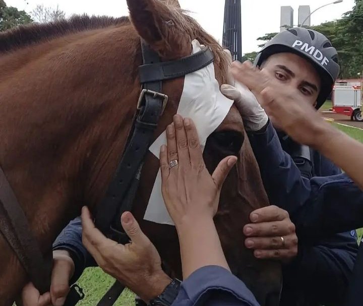 Cavalo espancado pelos terroristas recebendo os primeiros socorros ⬇️😞