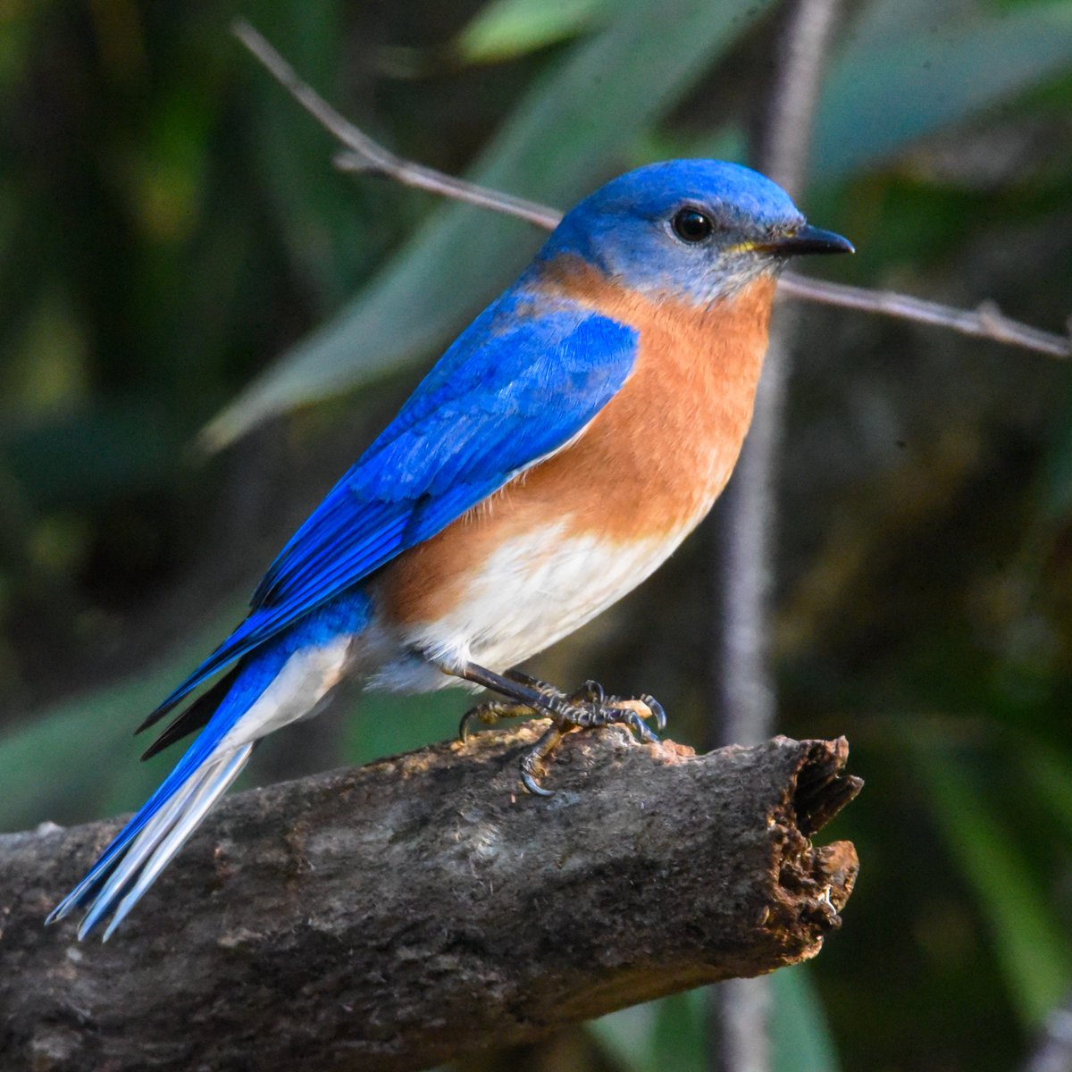 The Sialia Sialis of Happiness. LOL
#birds #birdphotography #wildlifephotography #wildlifephotographer #photooftheday #birding #birdphotoshow #birdshots #bb_of_ig #your_best_birds #birdingphotography #birdsonearth #eye_spy_birds #wildlifeplanet #easternbluebird #easternbluebirds