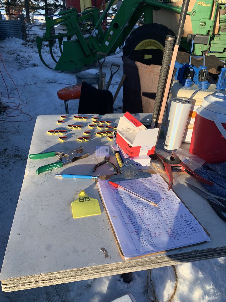 gbtangus's tweet photo. Hot Cocoa breaks are a necessity! #workingcattle #saskbeefproducers #ranchwork https://t.co/jEkkrG3faZ