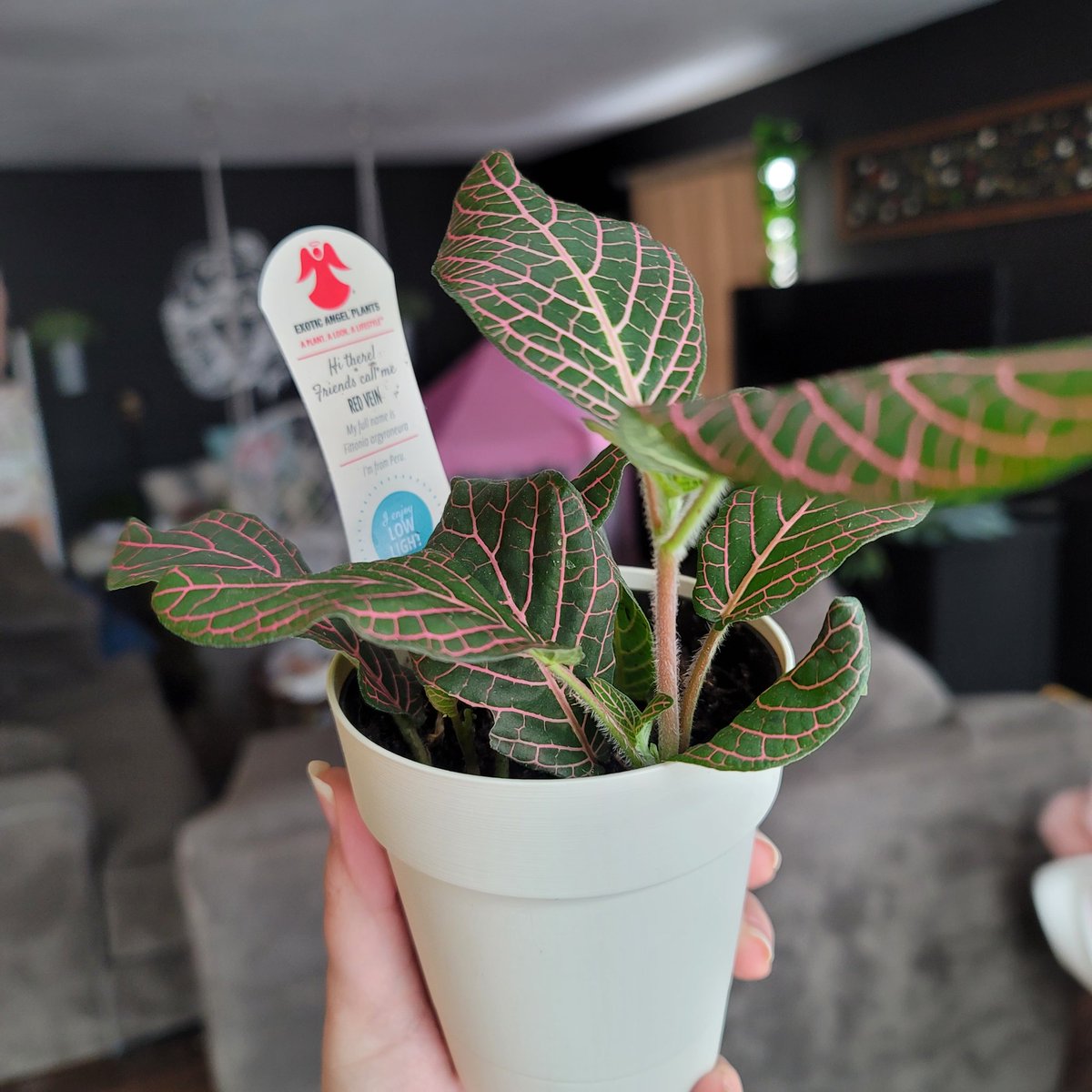 imspookybabe's tweet photo. Eeeeep I got a new plant and she's gorgeous! Pray for me to not kill this beauty🌸 https://t.co/UcCPoWkiKi