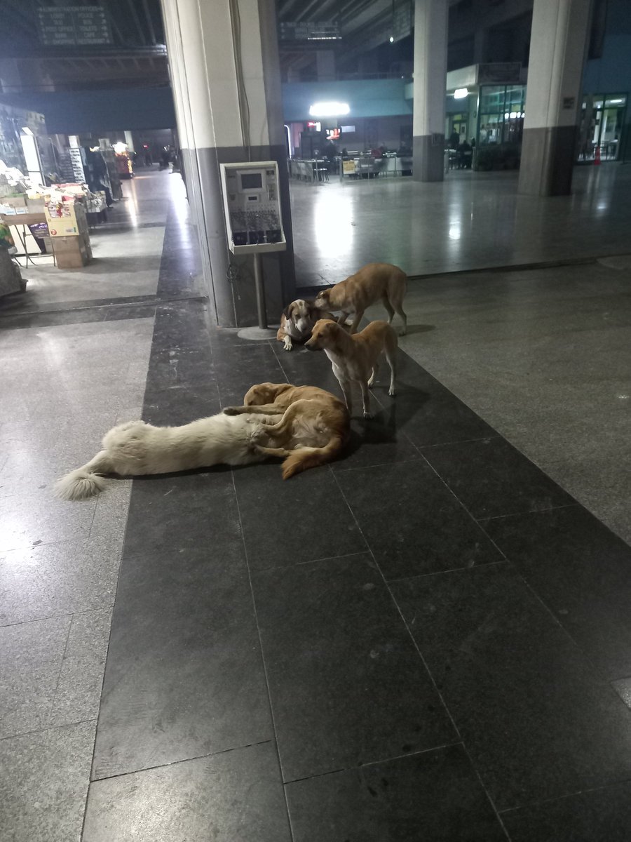 Izmir Otogarinda Başibos Kopekler Cirit Atiyor