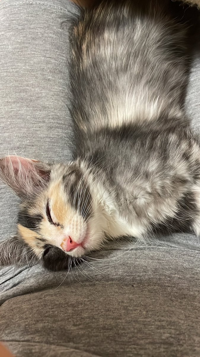 HadeerHElgendy's tweet photo. باطركب buttercup ❤️. https://t.co/D1p0BGeI4S