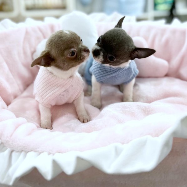 PetClassUS's tweet photo. Purebred Teacup Chihuahua Puppies!
#purebred #chihuahua #chihuahuas #chihuahuapuppies #chihuahuapuppy #puppy #puppies #dogs #dogsoftwitter #dogs https://t.co/DwUzHvdhEK