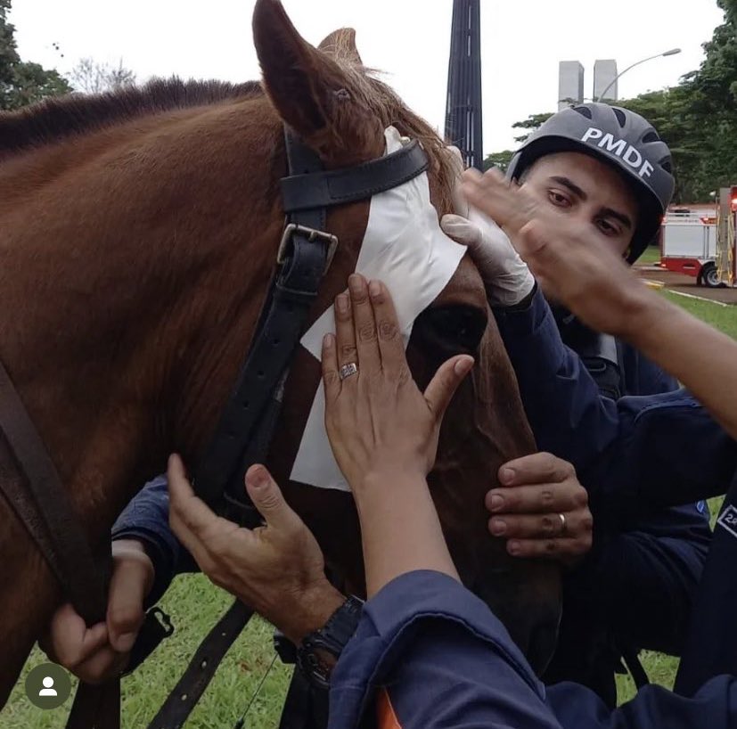 🚨VEJA: Cavalo sendo socorrido após ser atacado com pedaços de ferro nos atos terroristas em Brasília.